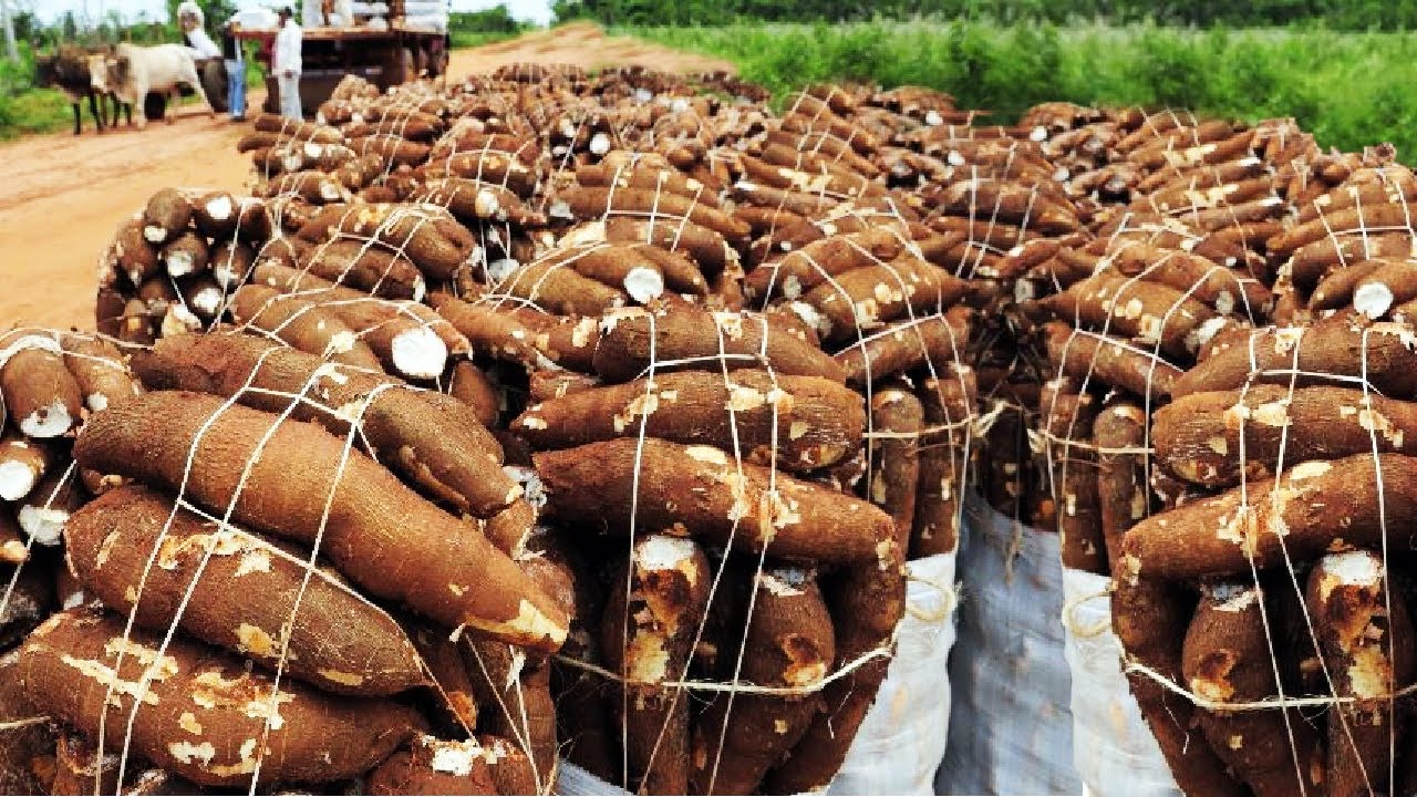 Cassava