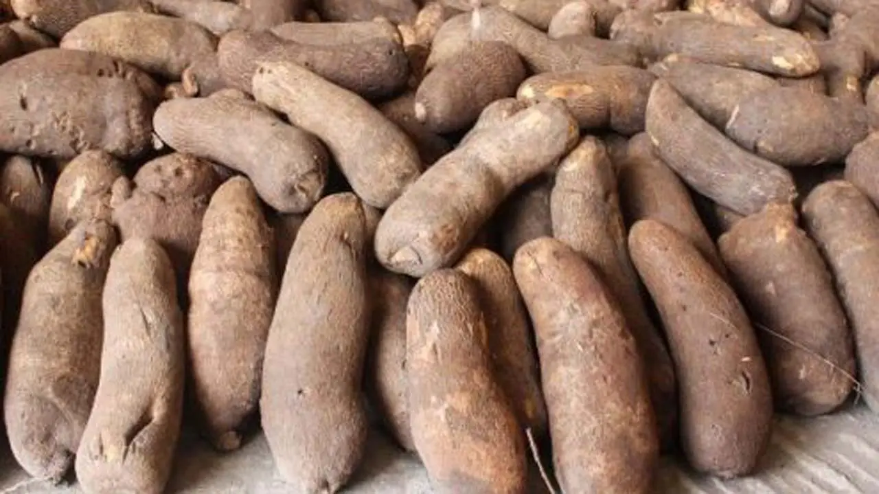 Yams