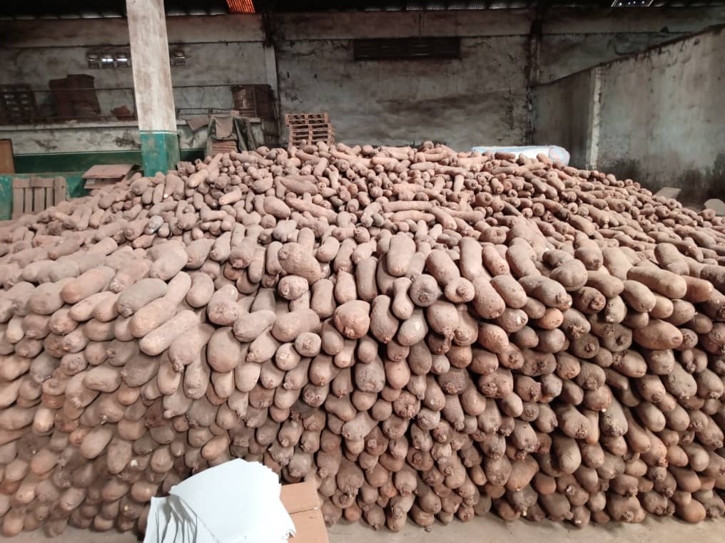 Harvesting Yams