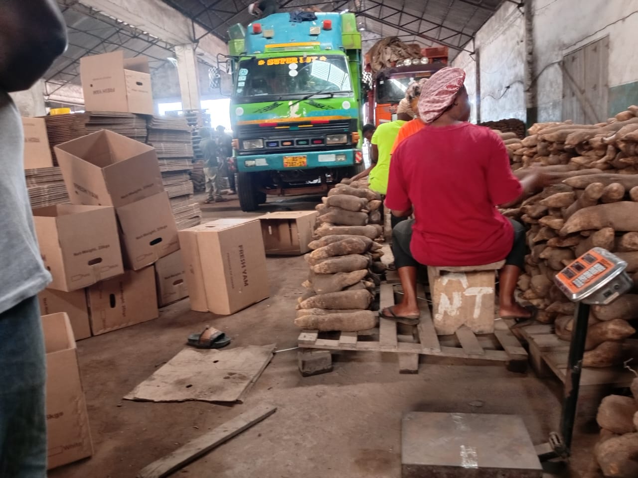 Careful harvesting and sorting of yams