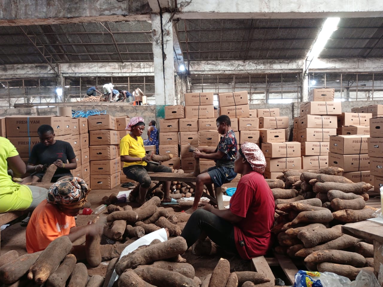 Yam curing and maize drying setup